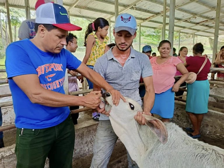 Manejo sanitario eficiente de vacas reproductoras y terneros recién nacidos