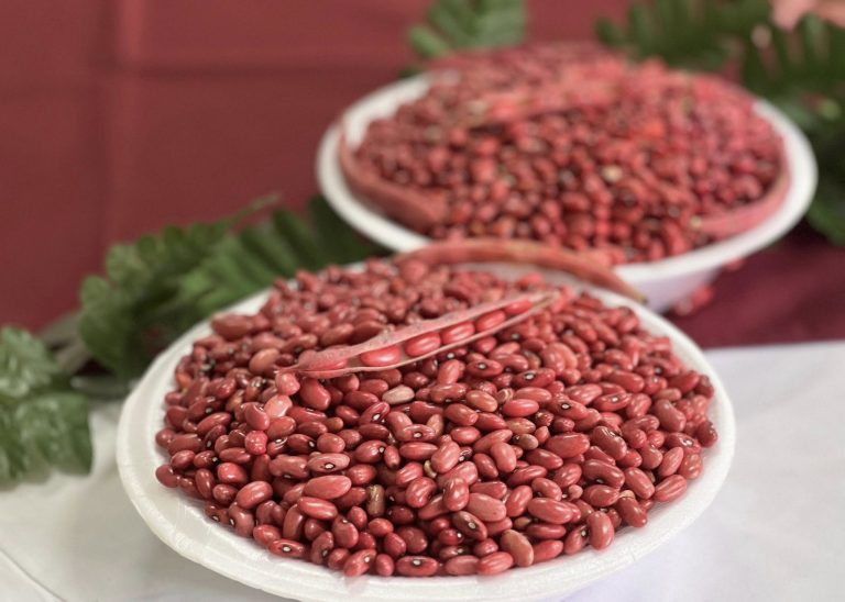 Manejo de cosecha de frijol del ciclo de primera y recomendaciones para postrera