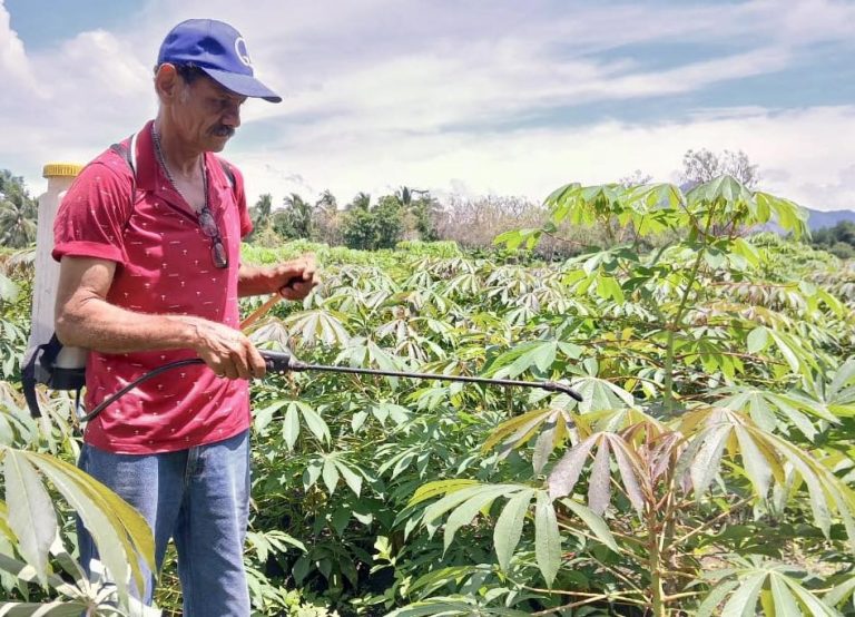 Tecnologías y prácticas para mejorar la producción del cultivo de yuca