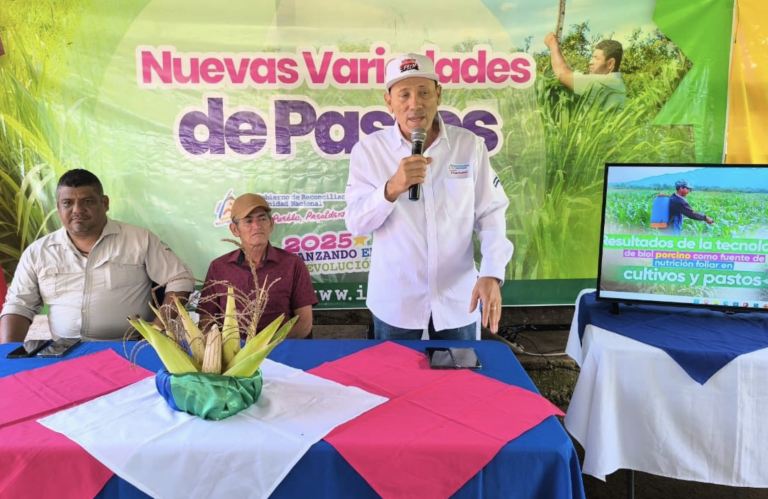 Más producción de pastos con biol porcino