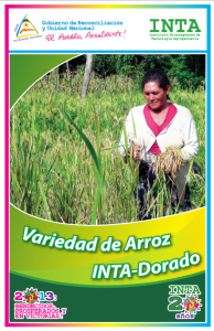 Arroz INTA Dorado