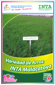 Arroz INTA Malacatoya