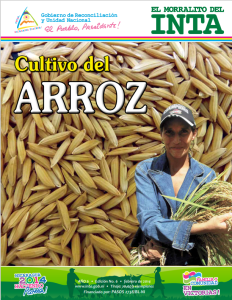 Cultivo de Arroz