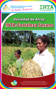 Arroz INTA-Chinandega