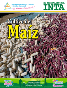 Cultivo de Maíz