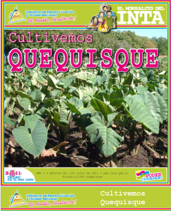 Cultivo de Quequisque