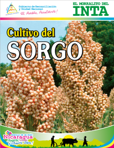 Cultivo de Sorgo